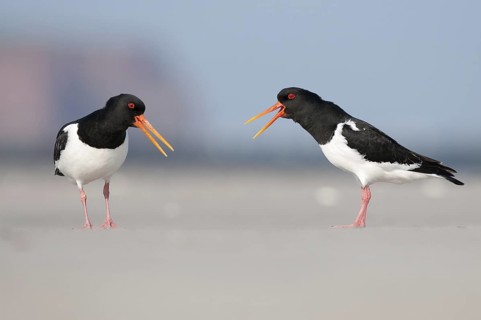 Eurasian Oystercatcher (Haematopus ostralegus), Schleswig-Holstein, Germany