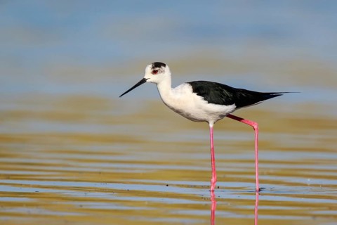 Black-winged Stilt (Himantopus himantopus) foraging, Lesvos, Greece