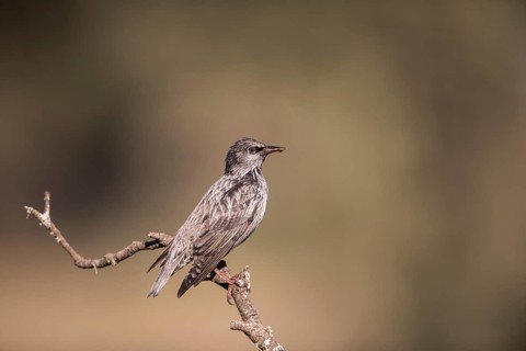Unicoloured Starling (Sturnus unicolor), Extremadura, Castilla La Mancha, Spain