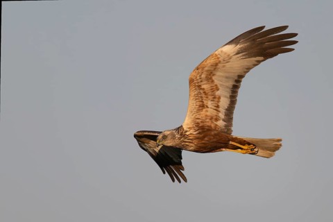 Marsh harrier (Circus aeruginosus), Texel, Netherlands