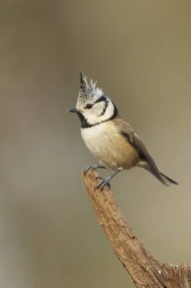 European Crested Tit (Lophophanes cristatus), Rhineland-Palatinate, Germany