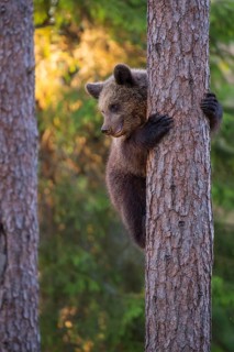 Eurasian Brown Bear (Ursus arctos) climbing tree in forest, Finland