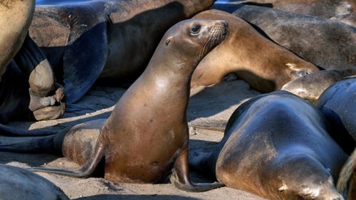 USA, California, San Francisco, Sea lions at the pier, (Otariinae), San Francisco, California, USA