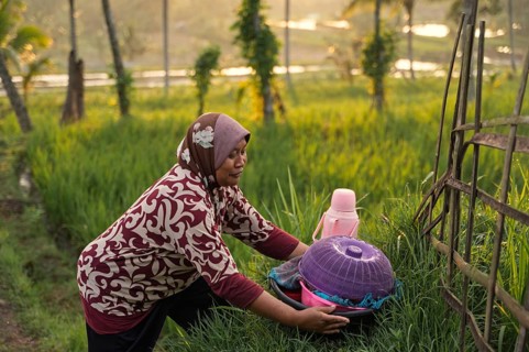 A woman in a colorful outfit places a basket amid the vibrant greenery of a rice field in Indonesia