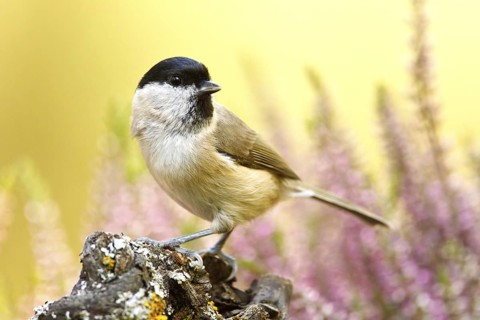 Marsh Tit (Poecile palustris), Germany