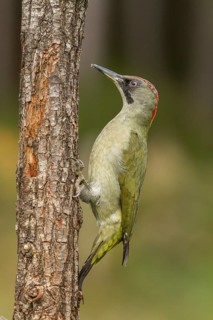 European Green Woodpecker (Picus viridis), adult female perched on a tree, Castilla Leon, Spain