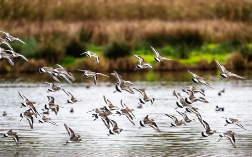 Black-tailed Godwits, Limosa limosa, birds in flight over marshes, Devon, England, United Kingdom