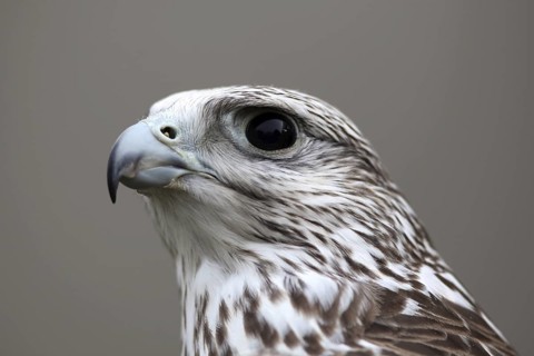Saker Falcon (Falco cherrug), Baden-Wuerttemberg, Germany
