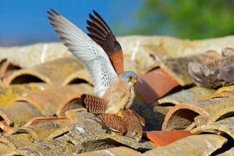 Kestrel, (Falco tinnunculus), falcon family, falcons, mating, rooftop, copula, lateral, male and