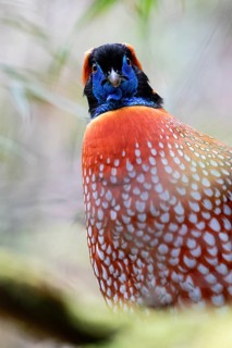 Temminck's Tragopan (Tragopan temminckii) male, Yunnan, China