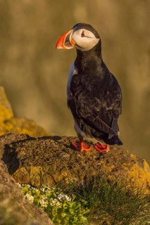 Atlantic Puffin (Fratercula arctica) on cliff, Iceland