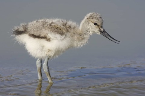Pied Avocet (Recurvirostra avosetta) juvenile, Texel, Netherlands