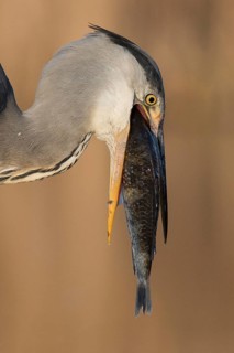 Grey Heron (Ardea cinerea) with fish prey in beak, Subotica, Serbia