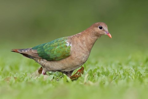 Common Emerald Dove (Chalcophaps indica) female, Queensland, Australia