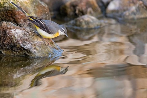 Gebirgsstelze, Bergstelze, Grey Wagtail, Gray Wagtail, Motacilla cinerea, Bergeronnette des