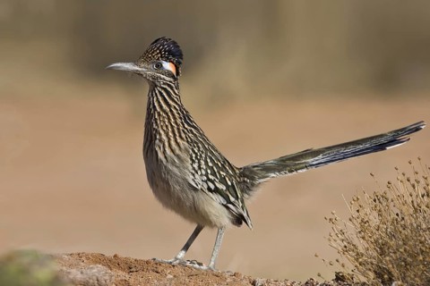 Greater Roadrunner (Geococcyx californianus), Arizona, USA
