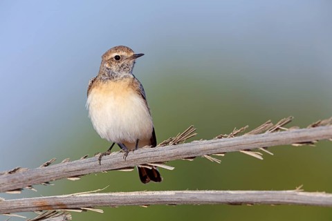 Pied Wheatear, Oenanthe pleschanka, Traquet pie, Collalba Pía Salalah, Muntasar oasis, Dhofar, Oman
