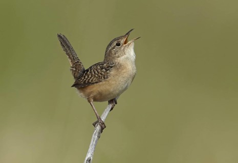 Sedge Wren (Cistothorus platensis) singing, Minnesota, USA