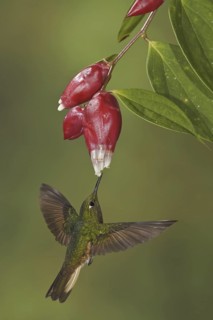 Buff-tailed Coronet (Boissonneaua flavescens), Ecuador