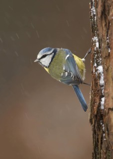 Eurasian Blue Tit (Cyanistes caeruleus), Utrecht, Netherlands