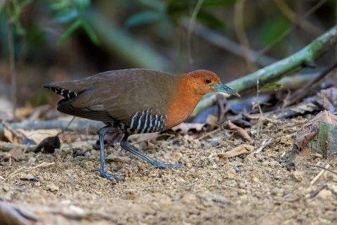 Hinduralle (Rallina eurizonoides), Cat Tien National Park, Vietnam