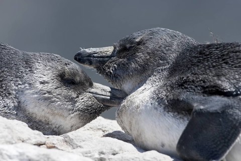 African Penguin (Spheniscus demersus) on beach, South Africa