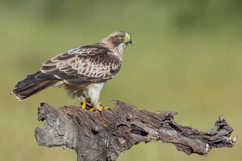 Booted Eagle (Aquila pennata), Extremadura, Spain