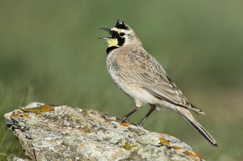 Horned Lark (Eremophila alpestris), Montana, USA