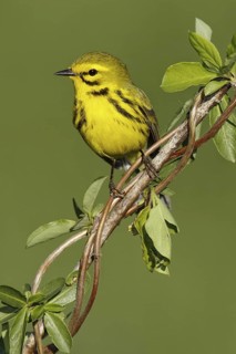 Prairie Warbler (Setophaga discolor), Maryland, USA