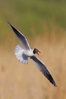 Black-headed Gull (Chroicocephalus ridibundus) flying, Baden-Wuerttemberg, Germany