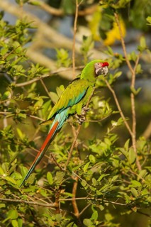 Military Macaw Ara militaris El Tuito, Jalisco, Mexico 9 June Adult Psittacidae