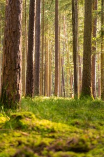 Incidence of light through tall trees in a natural forest, Calw district, Black Forest, Germany