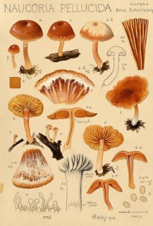 Mushroom, fungi, trumpet cutlet, winter trumpet cutlet, Naucoria pellucida, authentic reproduction