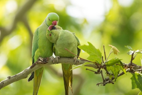 Rose-ringed Parakeet (Psittacula krameri) pair, Baden-Wuerttemberg, Germany