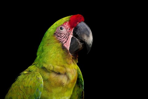 Great Green Macaws are coming back from the brink of extinction in Costa Rica due to conservation