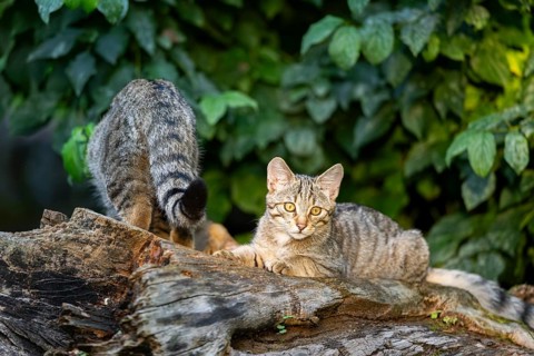 European wildcat (Felis silvestris silvestris) on an old tree trunk, Hesse, Germany