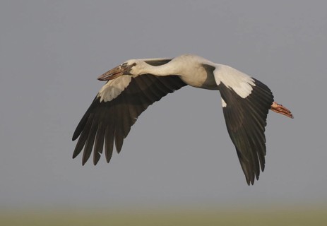 Asian Openbill (Anastomus oscitans) flying, Bueng Boraphet, Thailand