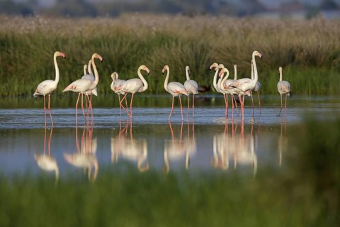 Pink flamingo, (Phoenicopterus ruber), Phoenicopterus roseus, animals, birds, flamingo, biotope,