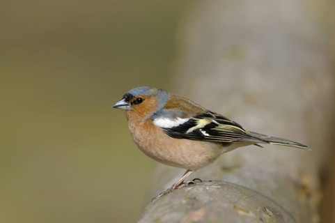 Buchfink (Fringilla coelebs), Chaffinch, Maennchen, Maerz, Bottrop, Nordrhein-Westfalen,