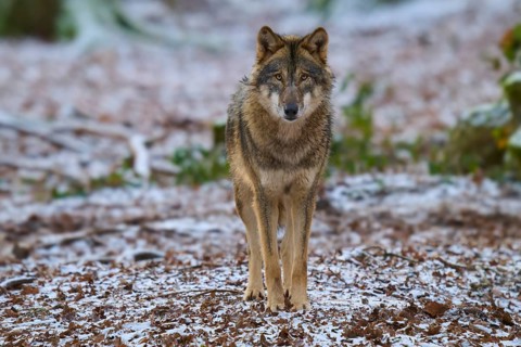 A wolf standing head-on on snow-covered ground in the forest, winter, wolf (Canis lupus), Germany