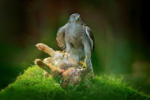 Goshawk, Accipiter gentilis, feeding on killed hare in the forest. Bird of Prey with fur catch in