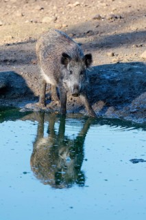 A female wild boar (Sus scrofa) stands in a small pond. Its reflection can be seen in the water.