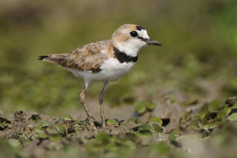Collared Plover (Charadrius collaris), Pantanal, Brazil