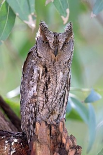 Scops Owl, (Otus scops), biotope, habitat, perch, animals, birds, owls Lesbos Island, Lesbos,