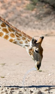 Cape giraffe (Giraffa giraffa giraffa) drinking, funny, Kgalagadi Transfrontier National Park,