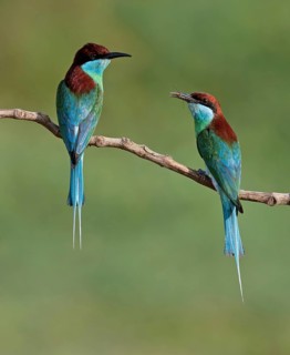 Blue-throated Bee-eater (Merops viridis) pair, Malaysia
