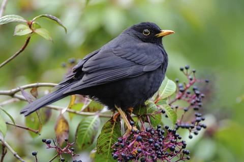Black Thrush (Turdus infuscatus), Guatemala