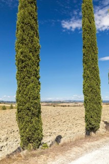 Siena on a hill in the distance, 2 columnar cypresses (Cupressus sempervirens) and typical soil
