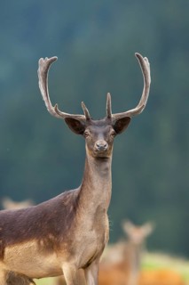 European fallow deer (Dama dama) stag, portrait, tirol, Kitzbühel, Wildpark Aurach, Austria