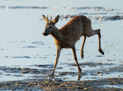 Roe deer (Capreolus capreolus), young roe buck running through the shallow water zone of a lake,